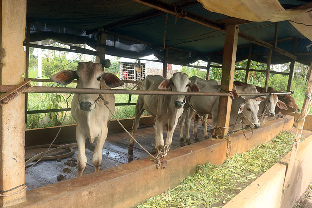 Xử lý nưoc thải chăn nuôi heo bằng hầm biogas và hồ sinh học