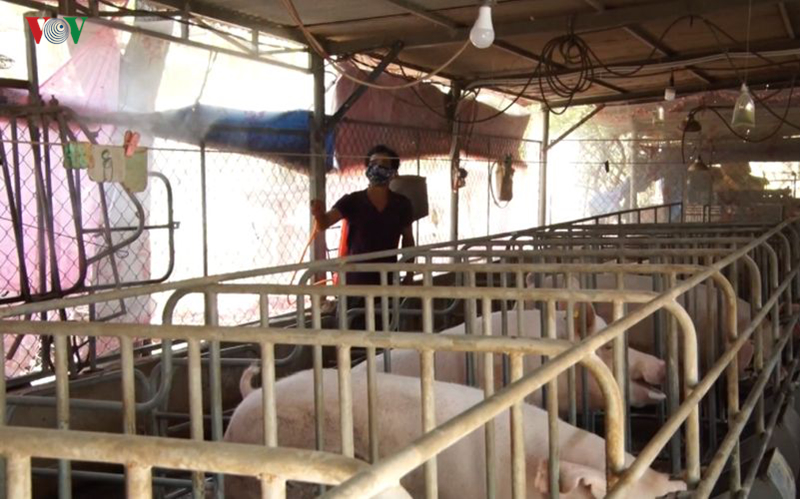 Đồng Nai phát hiện 4 ổ dịch tả lợn châu Phi