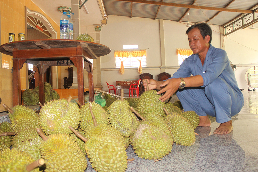 Một nông dân sở hữu 8,5ha sầu riêng cho thu nhập cao Một nông dân sở hữu 8,5ha sầu riêng cho thu nhập cao