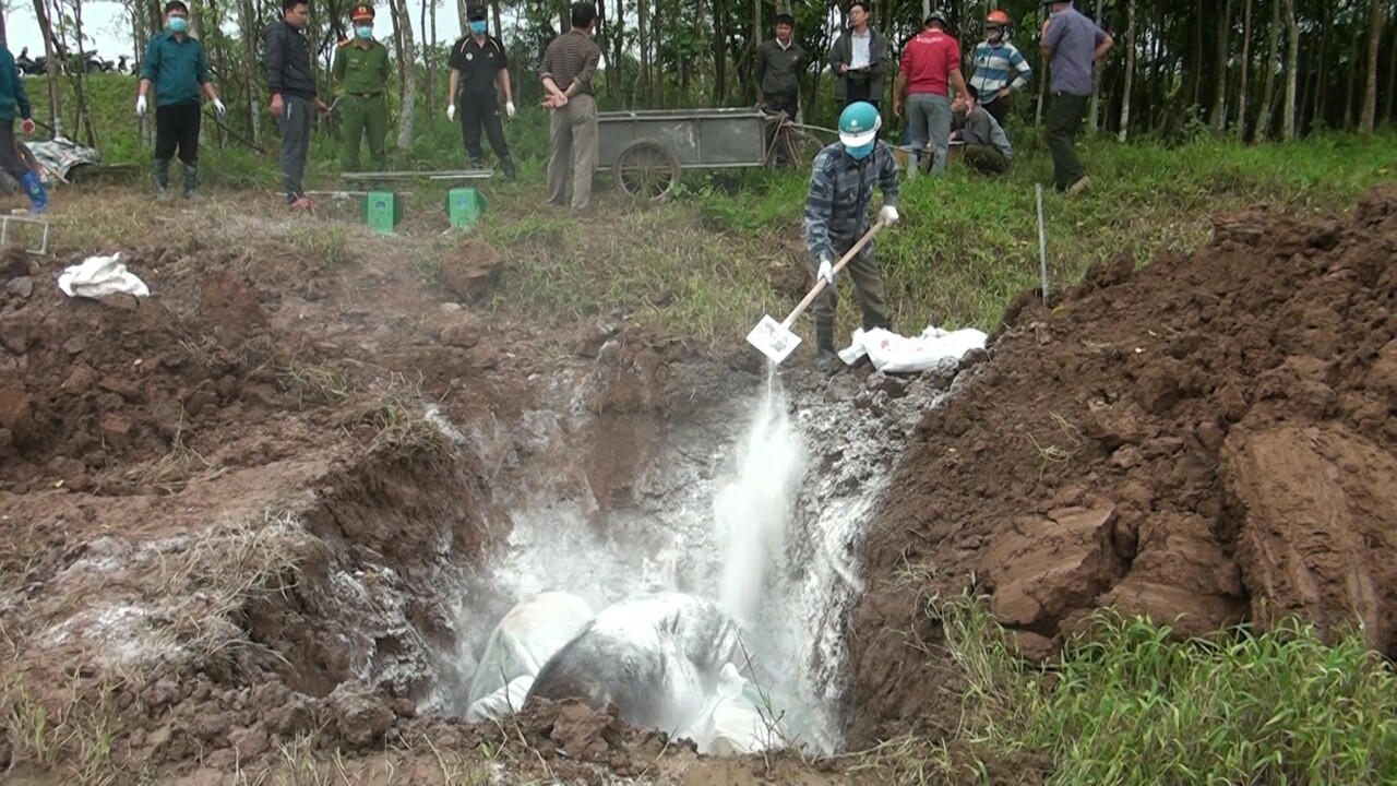 1,2 triệu con lợn bị tiêu hủy vì dịch tả lợn châu Phi