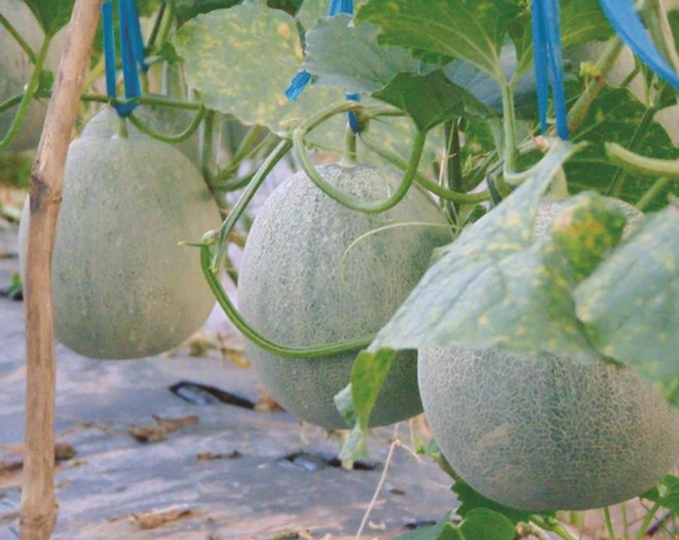 Niềm tin từ cây dưa lưới!