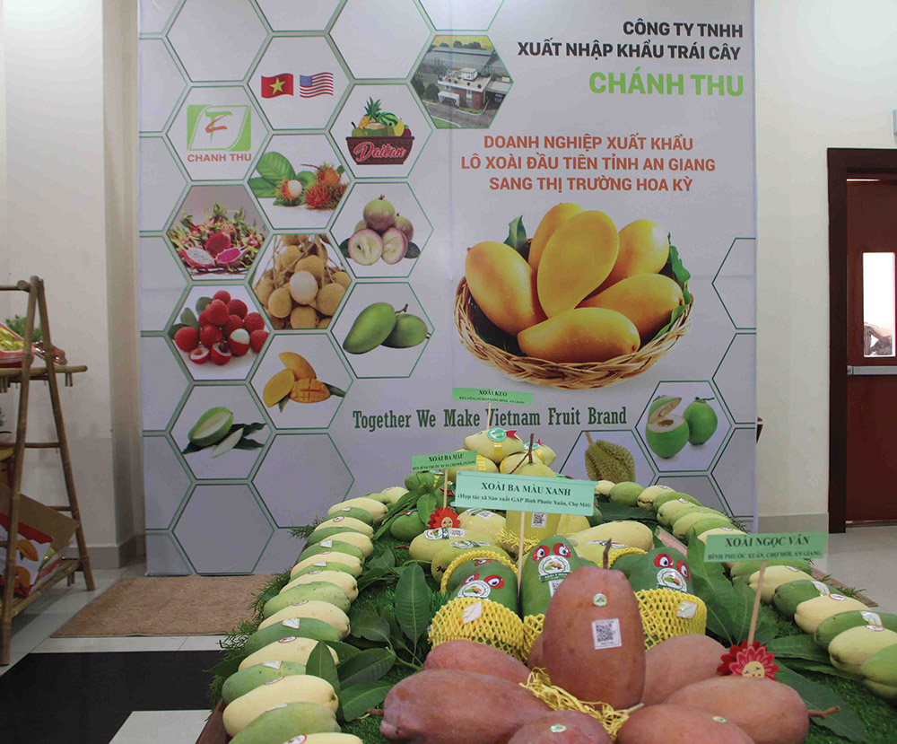 Xoài An Giang tự tin “bước vào” thị trường Mỹ