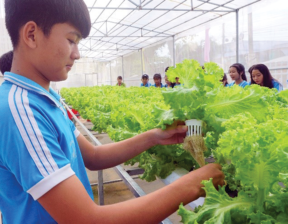 Dạy học trực quan với mô hình trồng rau sạch Dạy học trực quan với mô hình trồng rau sạch