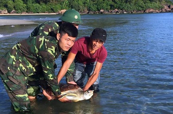 Thả cá thể Vích nằm trong sách đỏ về lại với biển
