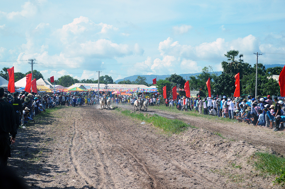 Hấp dẫn Giải đua bò tốc độ huyện Tịnh Biên năm 2019 Hấp dẫn Giải đua bò tốc độ huyện Tịnh Biên năm 2019