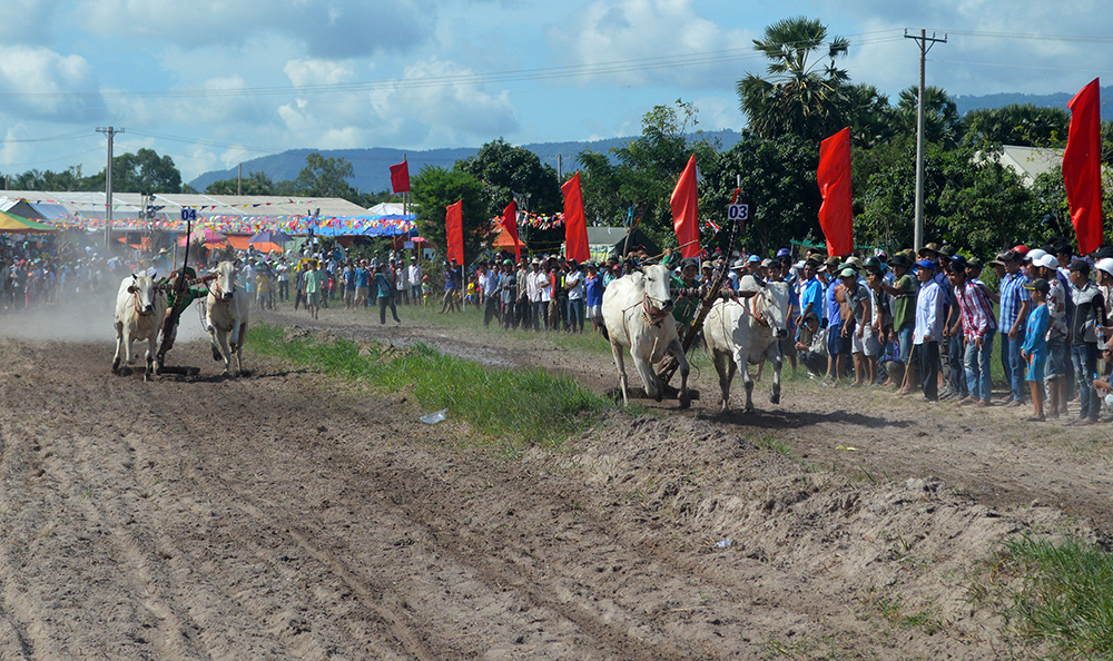 Hấp dẫn Giải đua bò tốc độ huyện Tịnh Biên năm 2019 Hấp dẫn Giải đua bò tốc độ huyện Tịnh Biên năm 2019