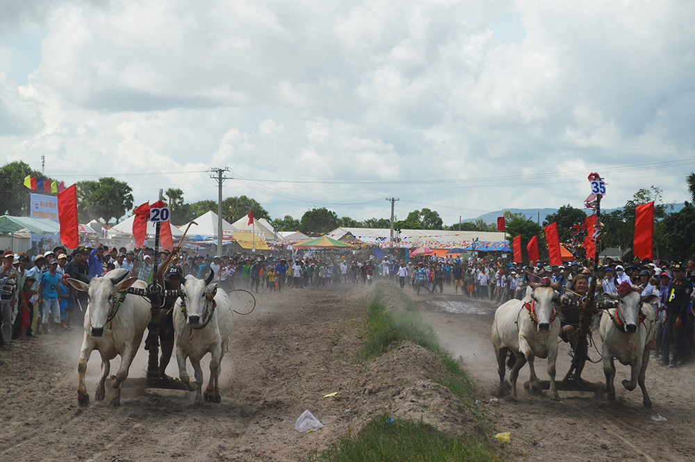 Hấp dẫn Giải đua bò tốc độ huyện Tịnh Biên năm 2019 Hấp dẫn Giải đua bò tốc độ huyện Tịnh Biên năm 2019