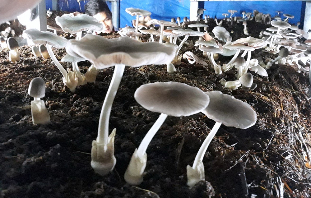 Trồng nấm rơm trong nhà bằng rơm trộn bông vải Trồng nấm rơm trong nhà bằng rơm trộn bông vải