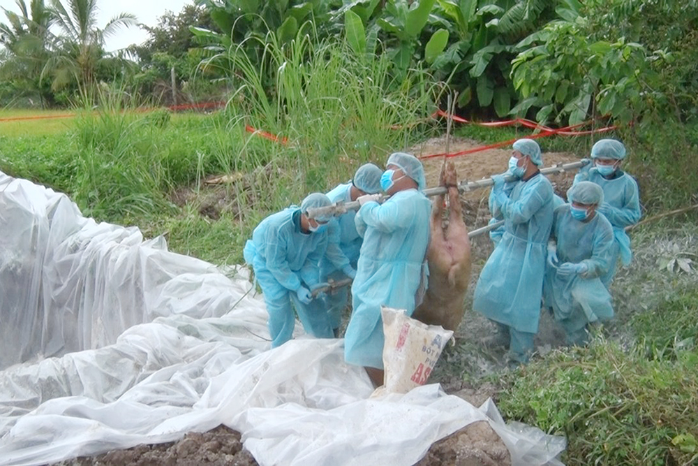 Tiêu hủy thêm 36 con heo nghi ngờ mắc bệnh dịch tả heo Châu Phi Tiêu hủy thêm 36 con heo nghi ngờ mắc bệnh dịch tả heo Châu Phi