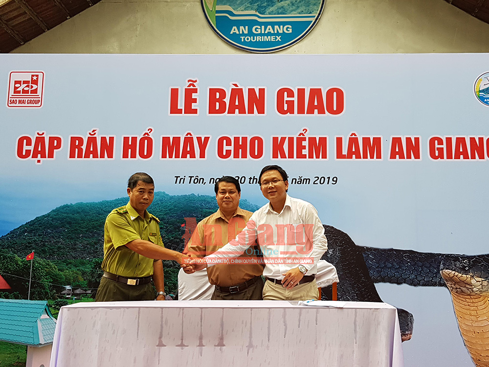 Thả cặp rắn hổ mây “khủng” về thiên nhiên