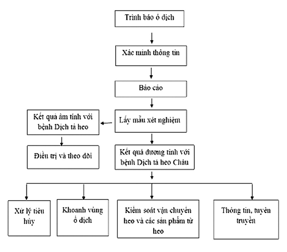 8 bước xử lý ổ dịch tả heo Châu Phi