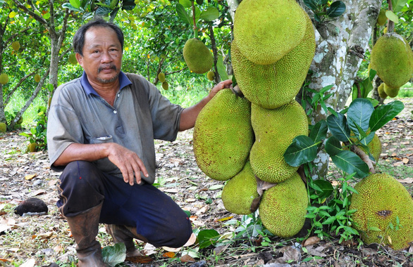 Thương lái Trung Quốc buông, mít rớt giá thảm hại