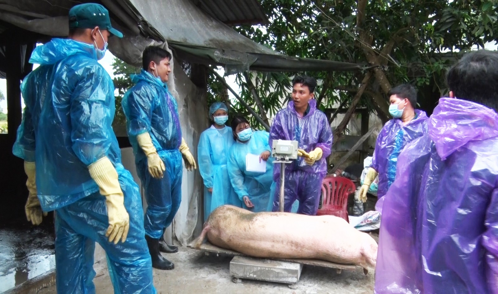 Thoại Sơn công bố bệnh dịch tả heo Châu Phi