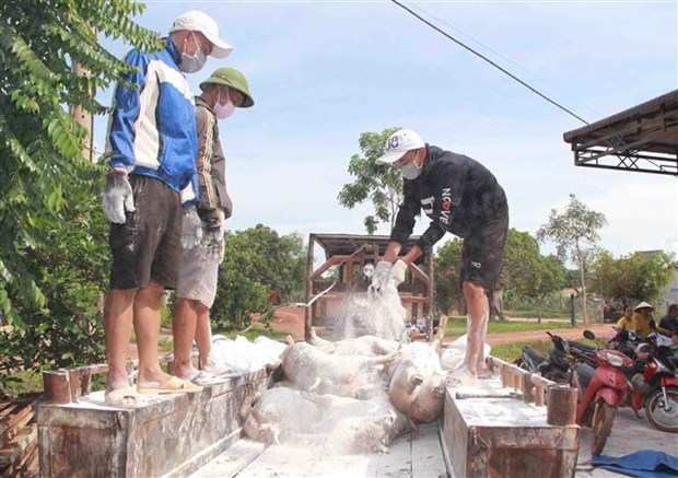 Dịch tả lợn châu Phi vẫn tiếp tục diễn biến phức tạp và lan rộng