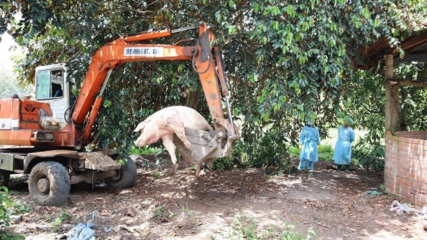 Đã có 55 tỉnh, thành phố xuất hiện dịch tả lợn châu Phi