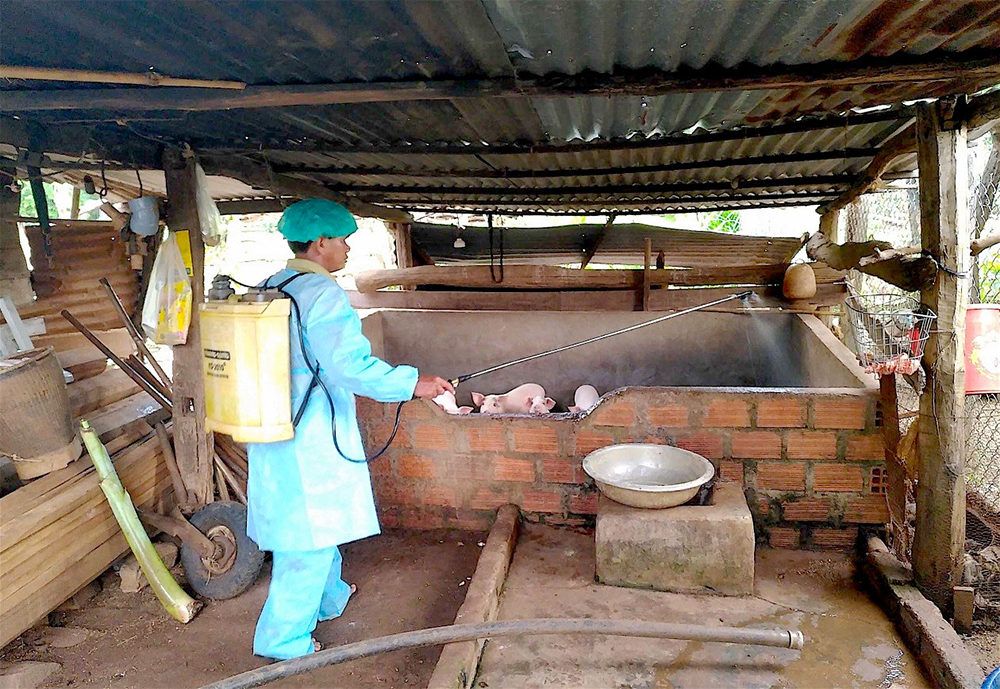 Châu Thành chủ động phòng, chống bệnh dịch tả heo Châu Phi