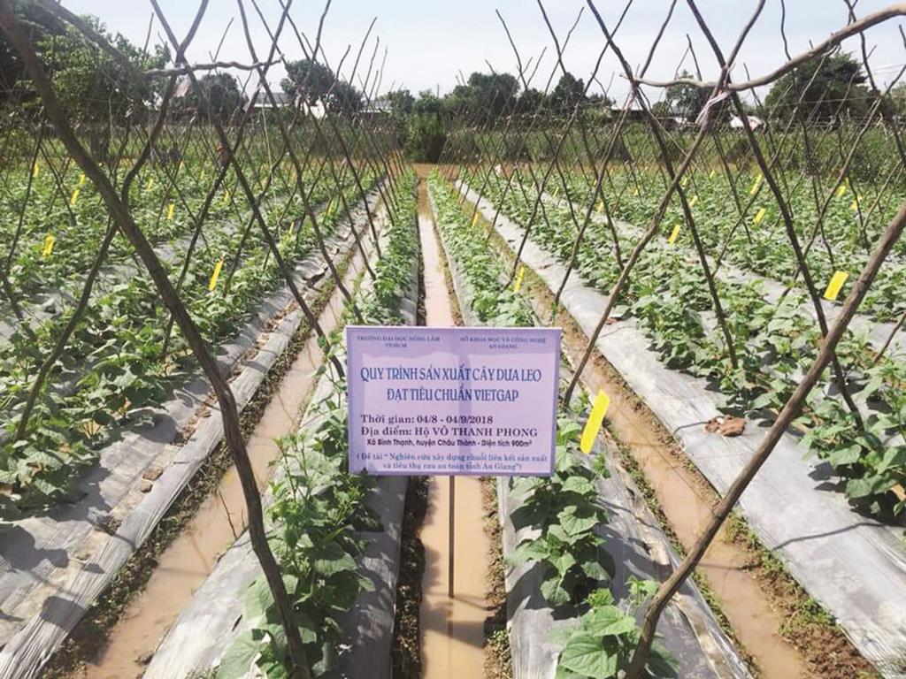 Châu Thành phát triển vùng chuyên canh rau màu