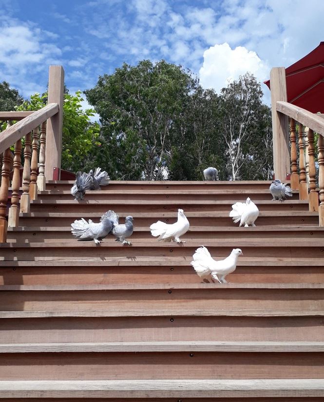 Khác lạ Trà Sư