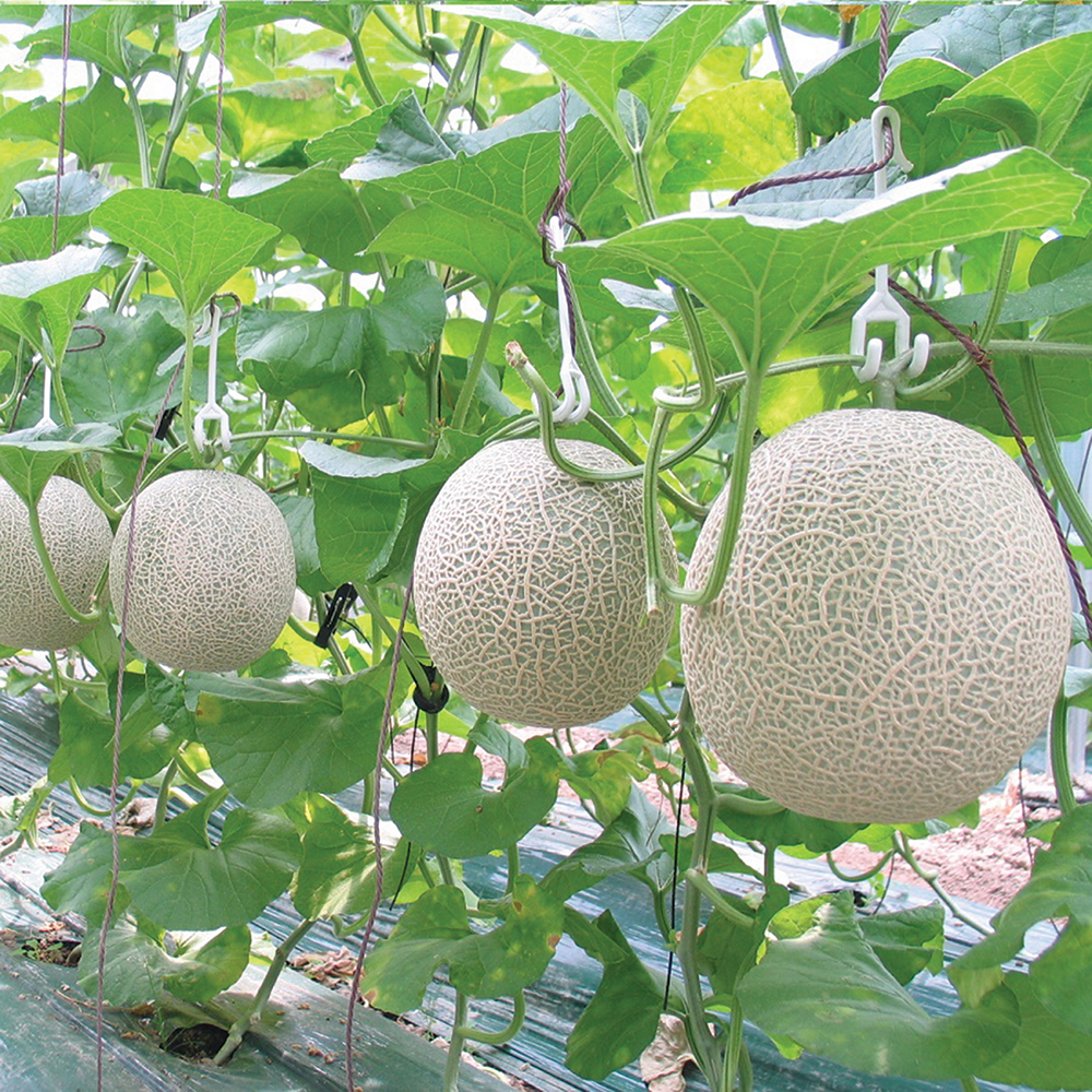Nông nghiệp ứng dụng công nghệ cao góp phần thay đổi nhận thức nông dân
