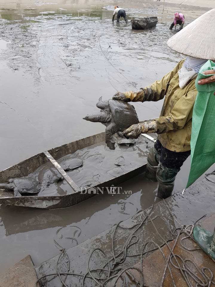 Nuôi loài "thủy quái" dưới ao thích ăn thịt lợn, mỗi năm thu tiền tỷ