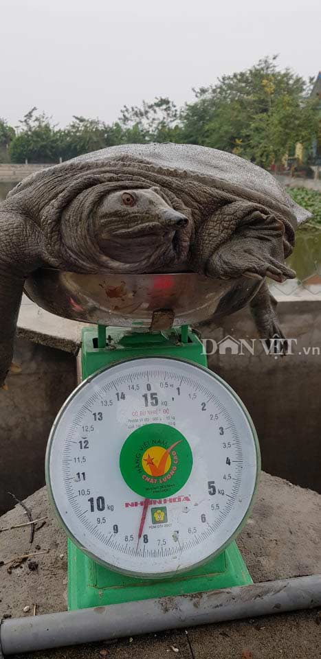 Nuôi loài "thủy quái" dưới ao thích ăn thịt lợn, mỗi năm thu tiền tỷ