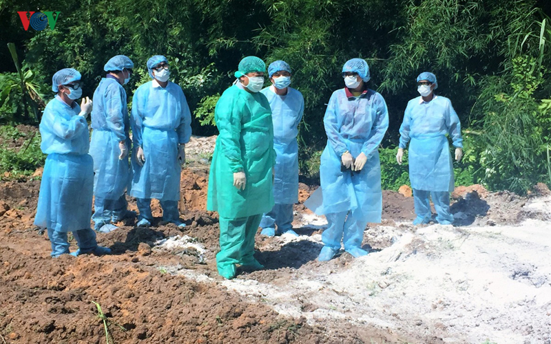 Tây Ninh phát hiện ổ dịch tả lợn Châu Phi đầu tiên