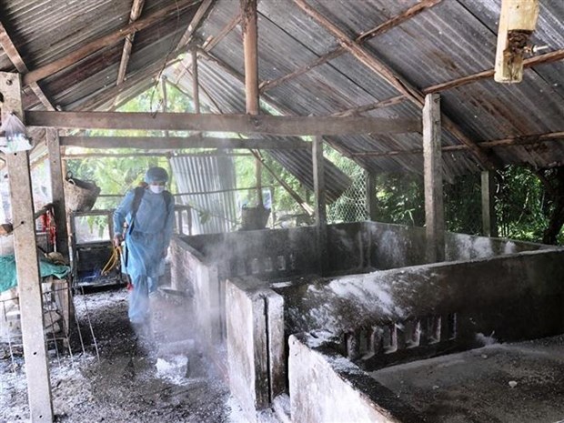 Dịch tả lợn Châu Phi vẫn tiếp tục diễn biến phức tạp