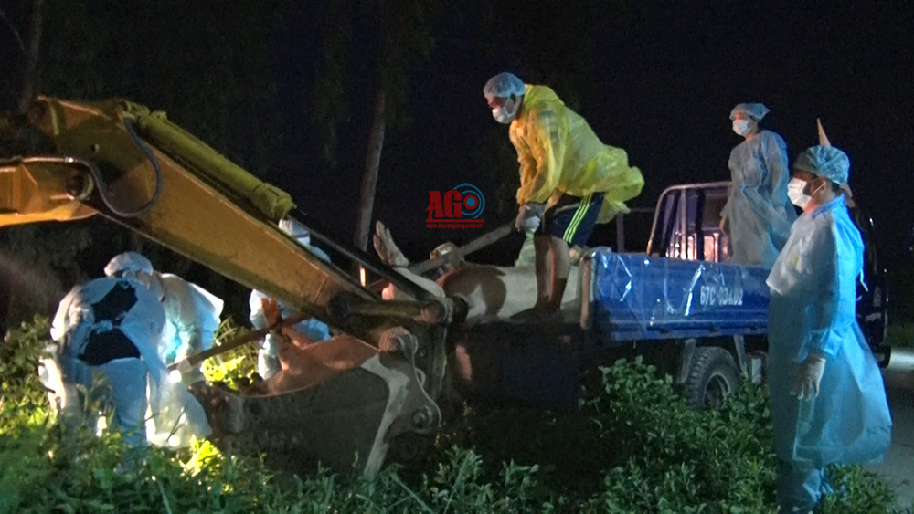 Phú Tân công bố dịch tả heo Châu Phi Phú Tân công bố dịch tả heo Châu Phi