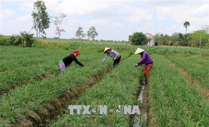 Quy định mới về quản lý, sử dụng đất trồng lúa