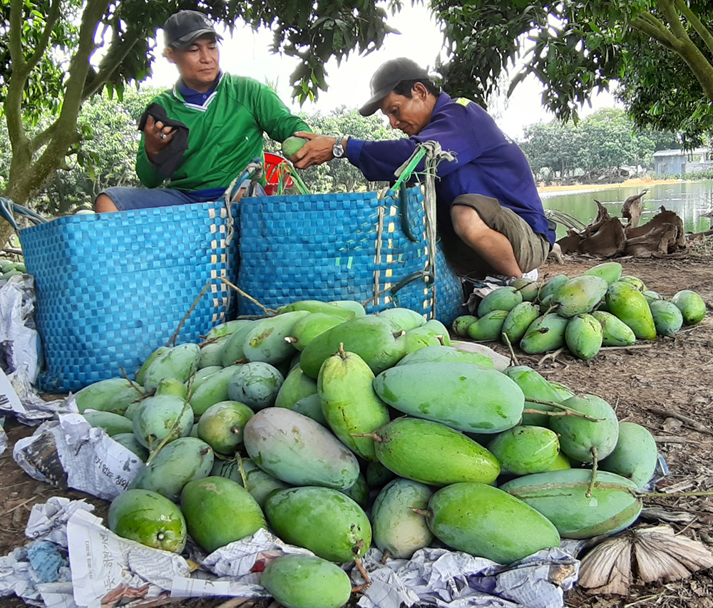 Châu Phú nỗ lực thực hiện nhiệm vụ phát triển kinh tế - xã hội Châu Phú nỗ lực thực hiện nhiệm vụ phát triển kinh tế - xã hội