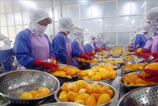 Xuất khẩu nông, thủy sản: EVFTA mới chỉ là 'cánh cửa'