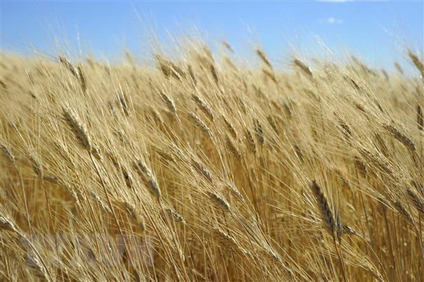 FAO: Giá lương thực và thực phẩm thế giới tiếp tục giảm