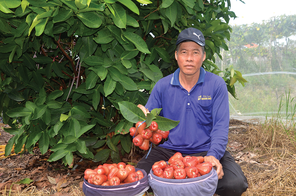 Phát triển kinh tế từ trồng mận trong nhà lưới Phát triển kinh tế từ trồng mận trong nhà lưới