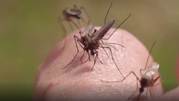 Mỹ: Ghi nhận những ca nhiễm virus Tây sông Nile đầu tiên ở người