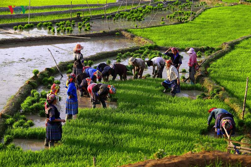 Mù Cang Chải - một trong những điểm đến đẹp nhất thế giới