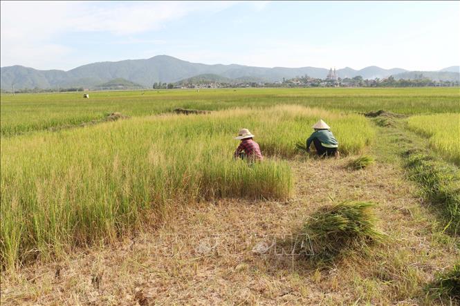Tăng cường dự báo, cảnh báo sớm hạn hán, xâm nhập mặn