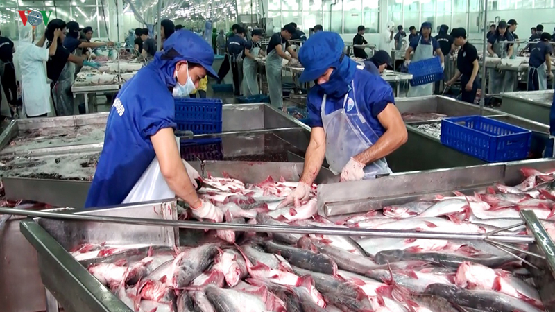 Giá cá tra giảm chạm đáy mục tiêu xuất khẩu thuỷ sản 10 tỷ USD gặp khó
