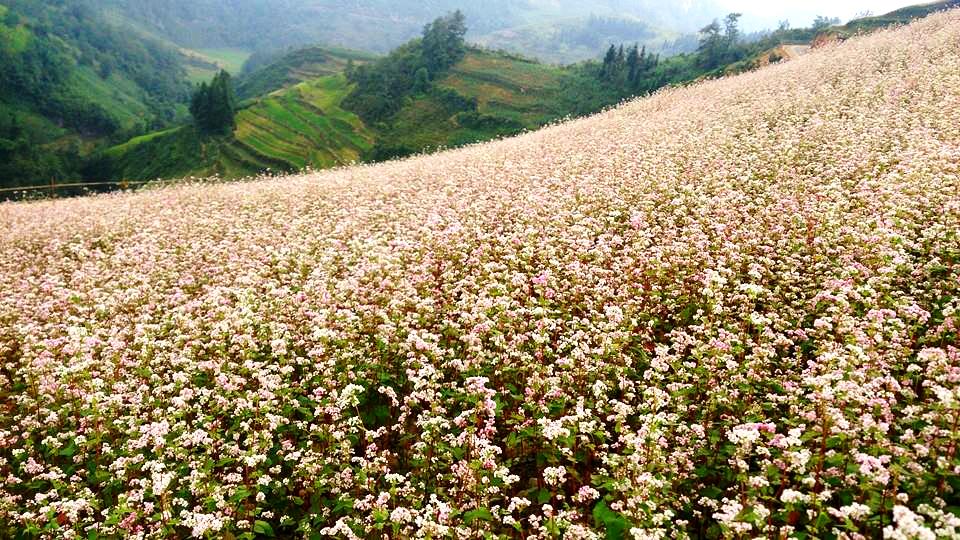 Vẻ đẹp Tây Bắc qua sắc thu vàng