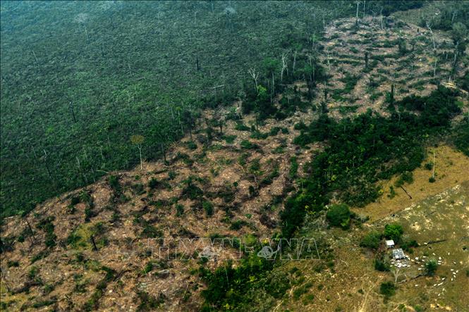 Brazil gồng mình cứu rừng Amazon