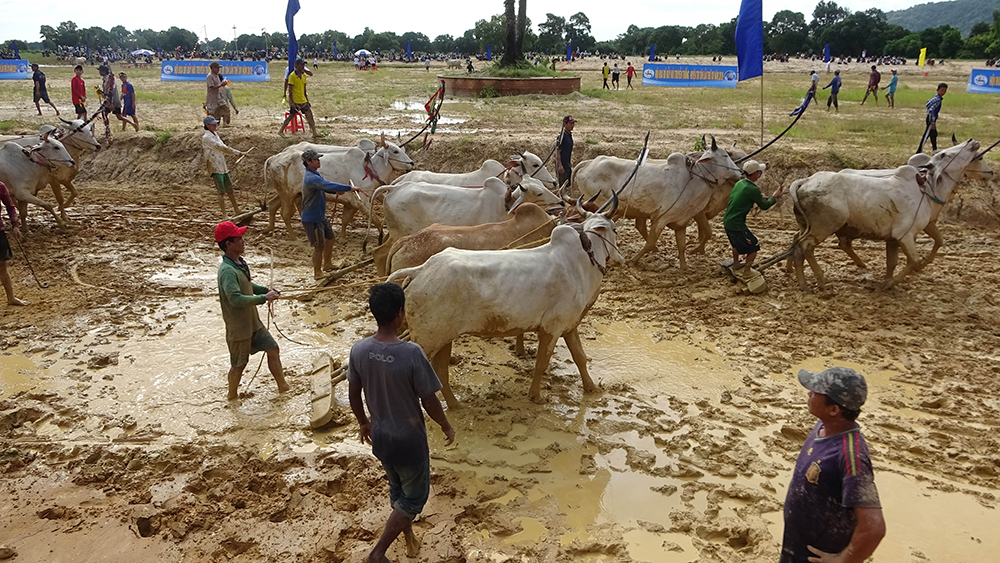 40 đôi bò tham gia Hội đua bò truyền thống huyện Tri Tôn 40 đôi bò tham gia Hội đua bò truyền thống huyện Tri Tôn