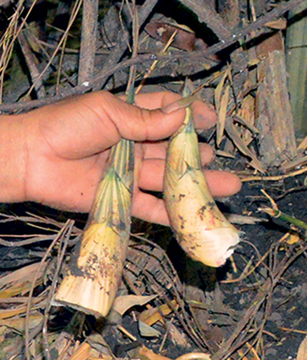 Đi giẫy măng rừng