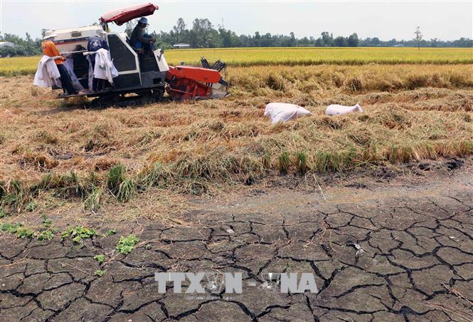 Mặn có khả năng xuất hiện sớm 30 ngày ở Đồng bằng sông Cửu Long