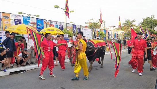 Lễ hội chọi trâu truyền thống Đồ Sơn thu hút hàng vạn khán giả
