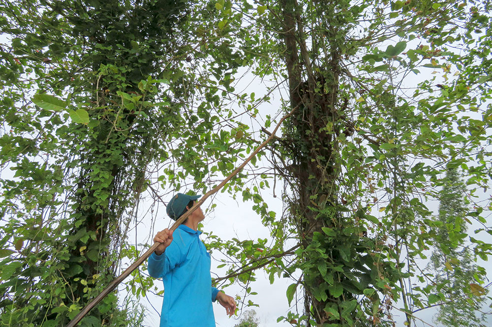 Hấp dẫn dịch vụ trải nghiệm trên đồng nước nổi