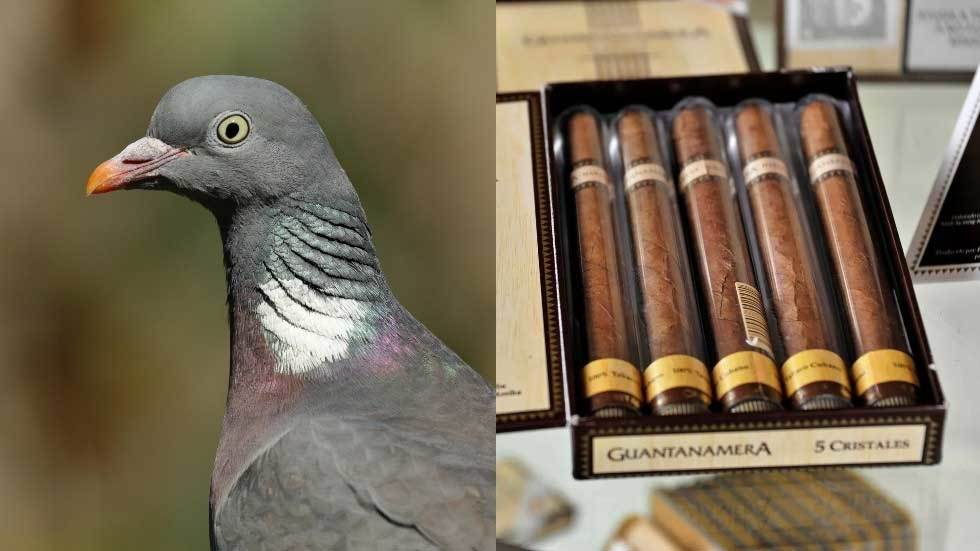 Những trò gián điệp kỳ quặc của CIA