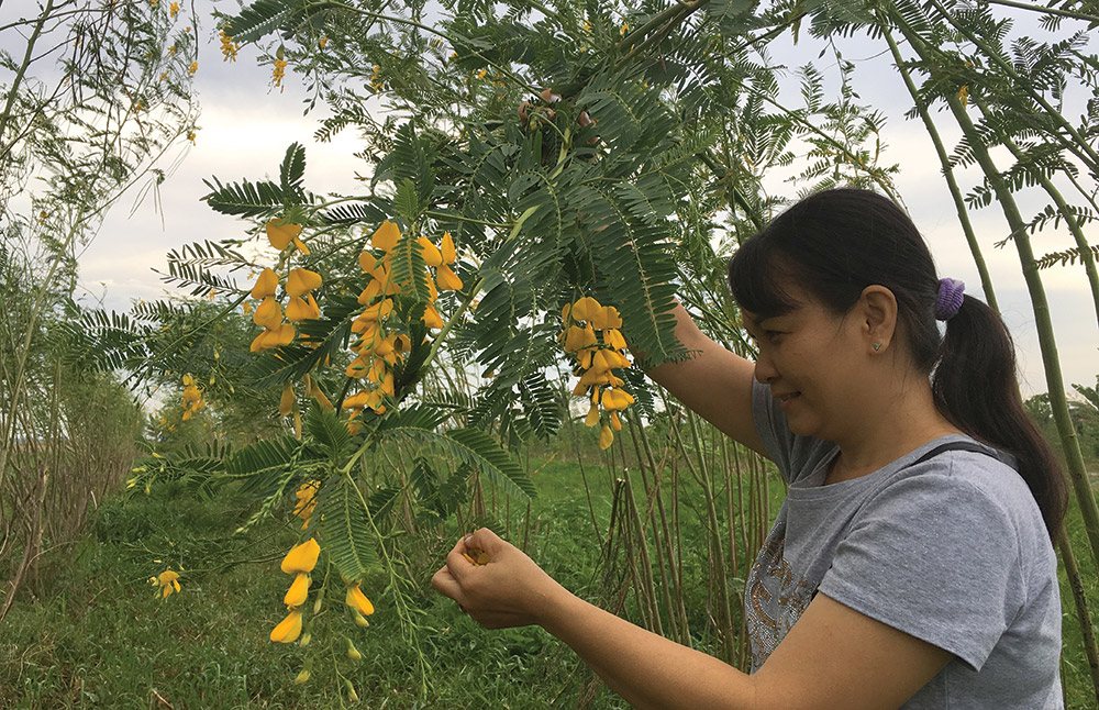 Trồng điên điển… cạn