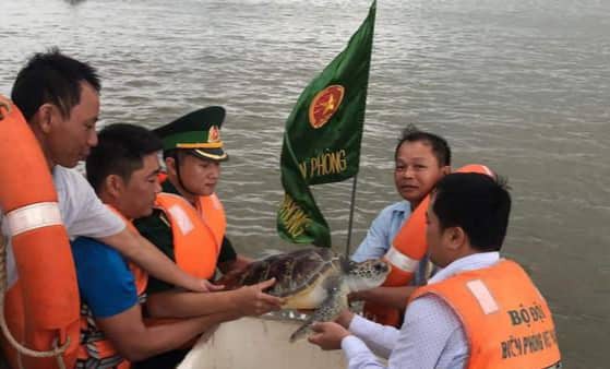 Thả cá thể rùa biển quý hiếm nặng 11 kg trở về với biển