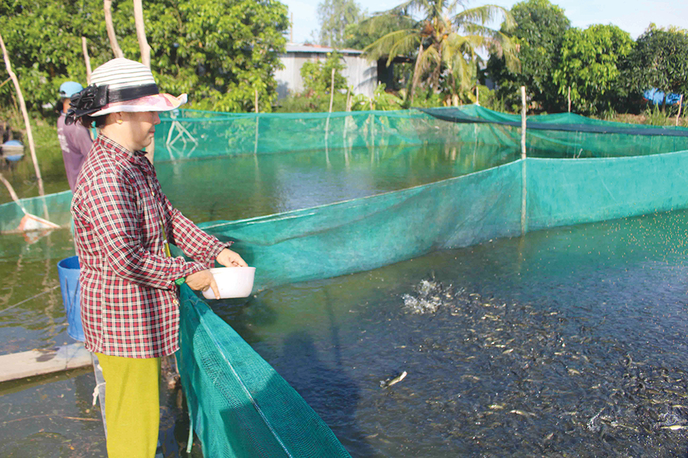 Nông dân nuôi cá lóc, cá sặc bổi “thắng đậm” Nông dân nuôi cá lóc, cá sặc bổi “thắng đậm”