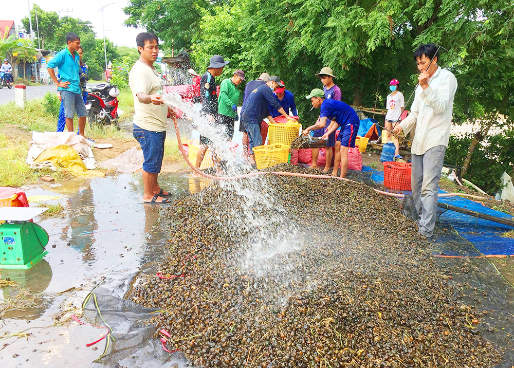 Bắt ôc bươu vàng trong mùa nước nổi Bắt ôc bươu vàng trong mùa nước nổi