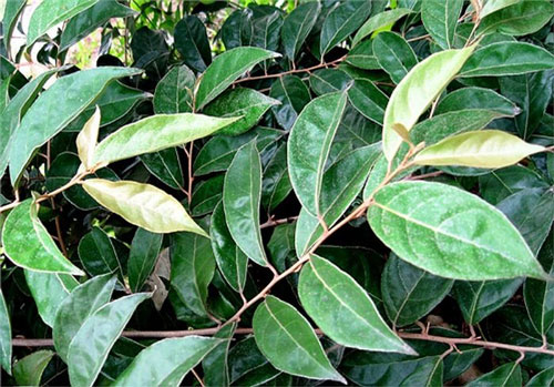 Những mẹo dân gian chữa các bệnh thường gặp của trẻ